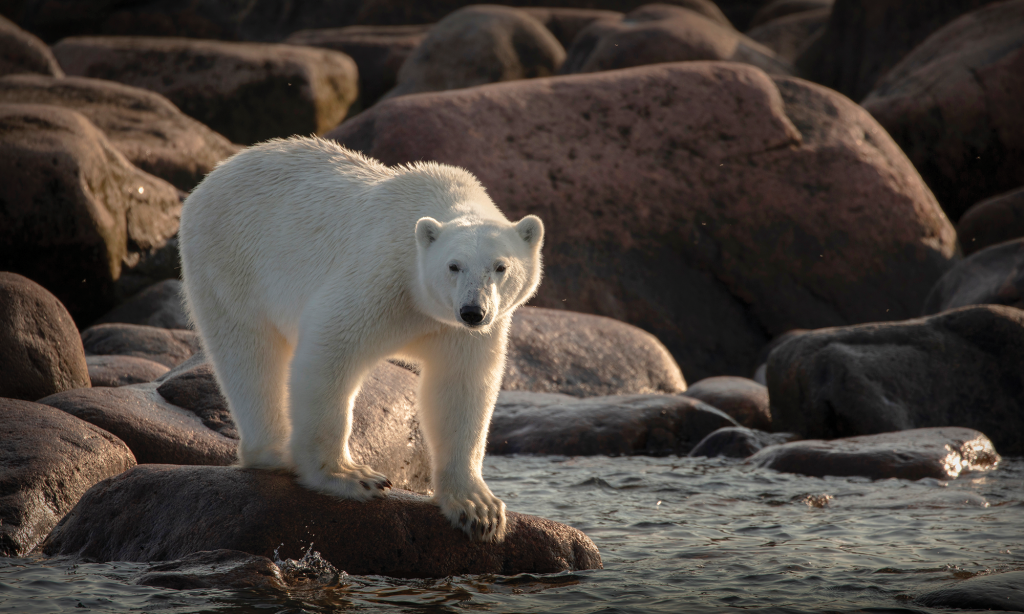 Canada's big adventures 1 Canada Opening feature polarbear