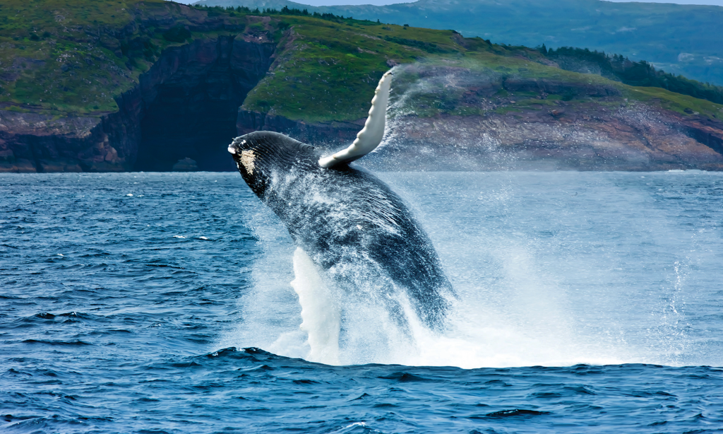 Outdoors in Atlantic Canada 1 SF Spotlight AC whale
