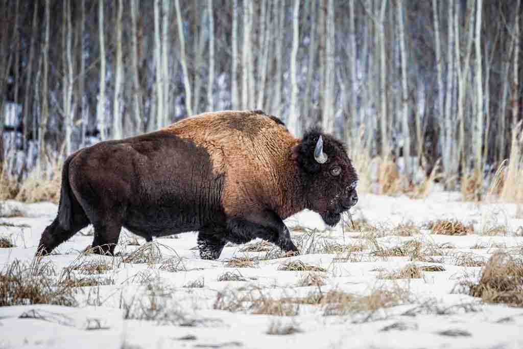 parks bison
