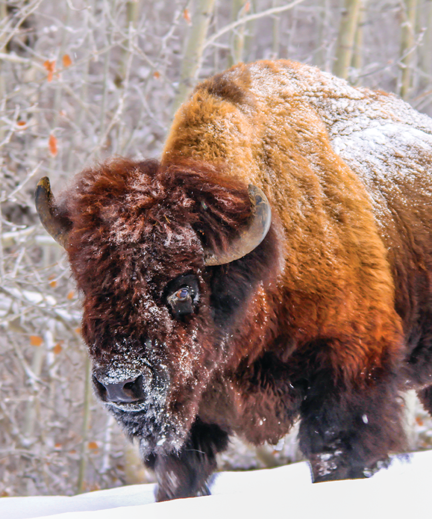 sustain 2022 bison