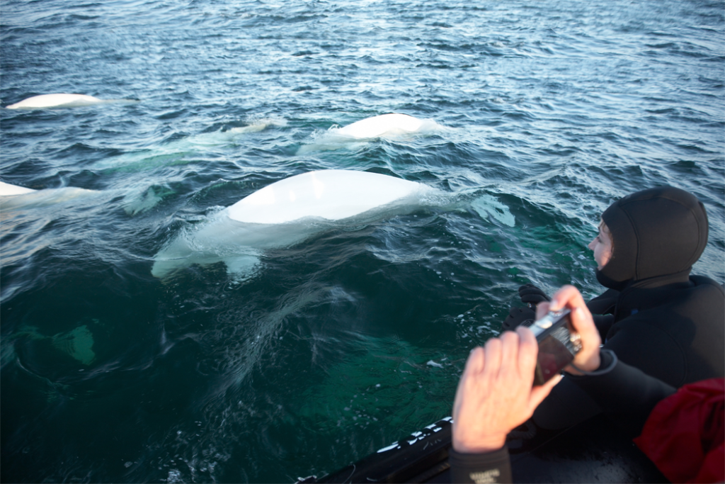 Canada’s Blue Planet 5 Blue Beluga