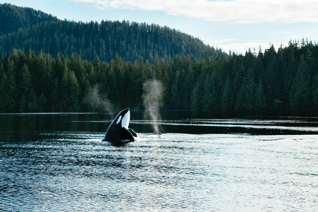Canada’s Blue Planet 9 Blue killer
