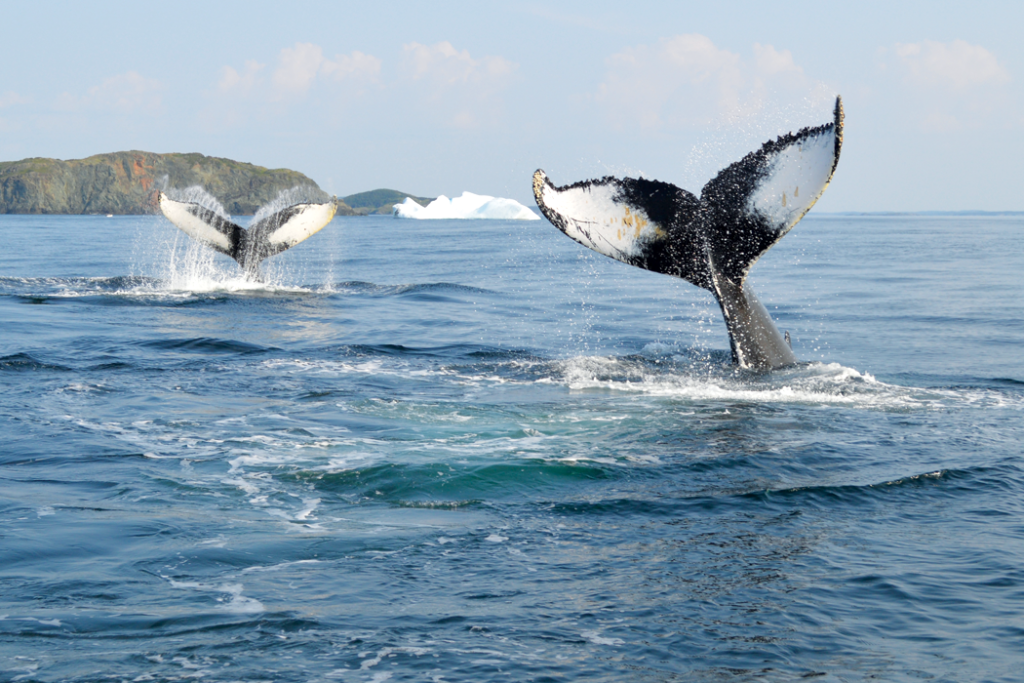Canada’s Blue Planet 1 Blue newfoundland