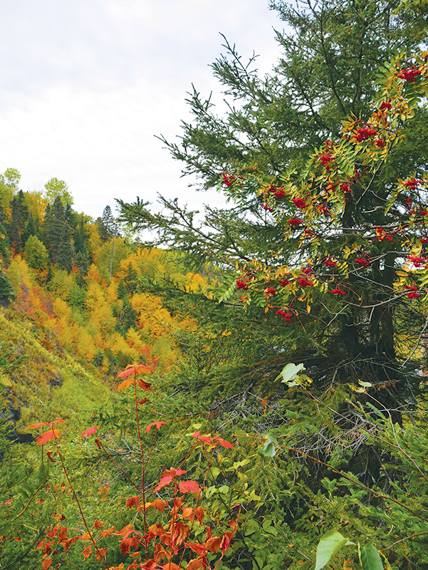 Foliage