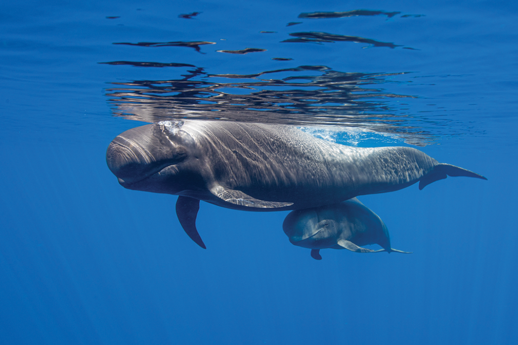 tenerife whales