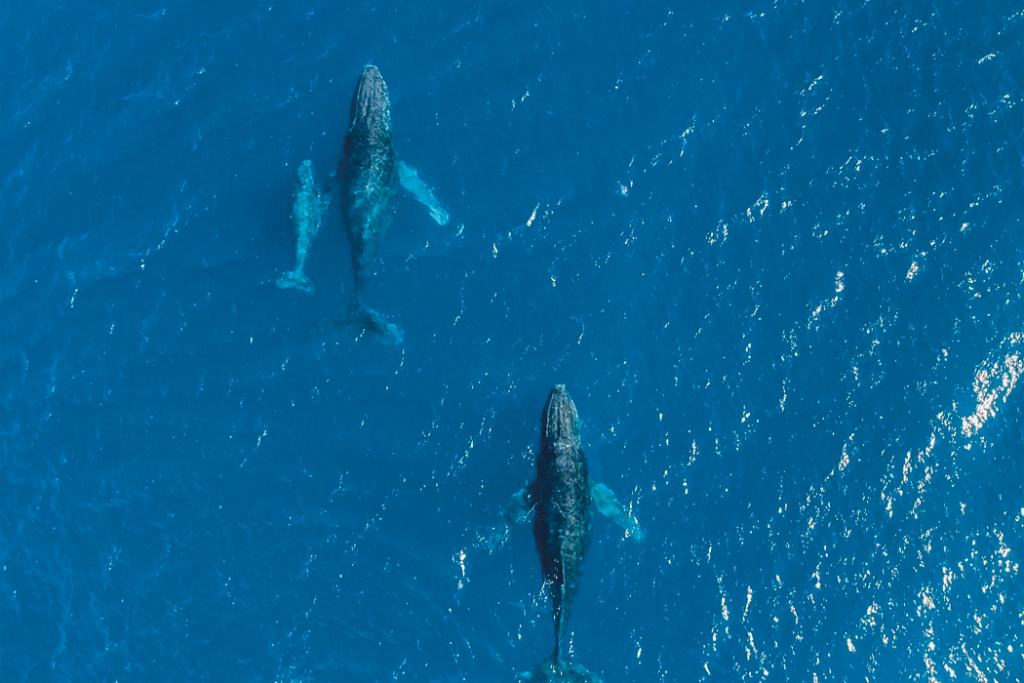 Five Mauritius 'wow' moments 3 mauritius5 whales