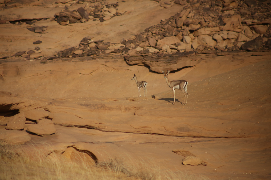 AlUla's epic landscapes 7 A baby gazelle and its mother in Sharaan