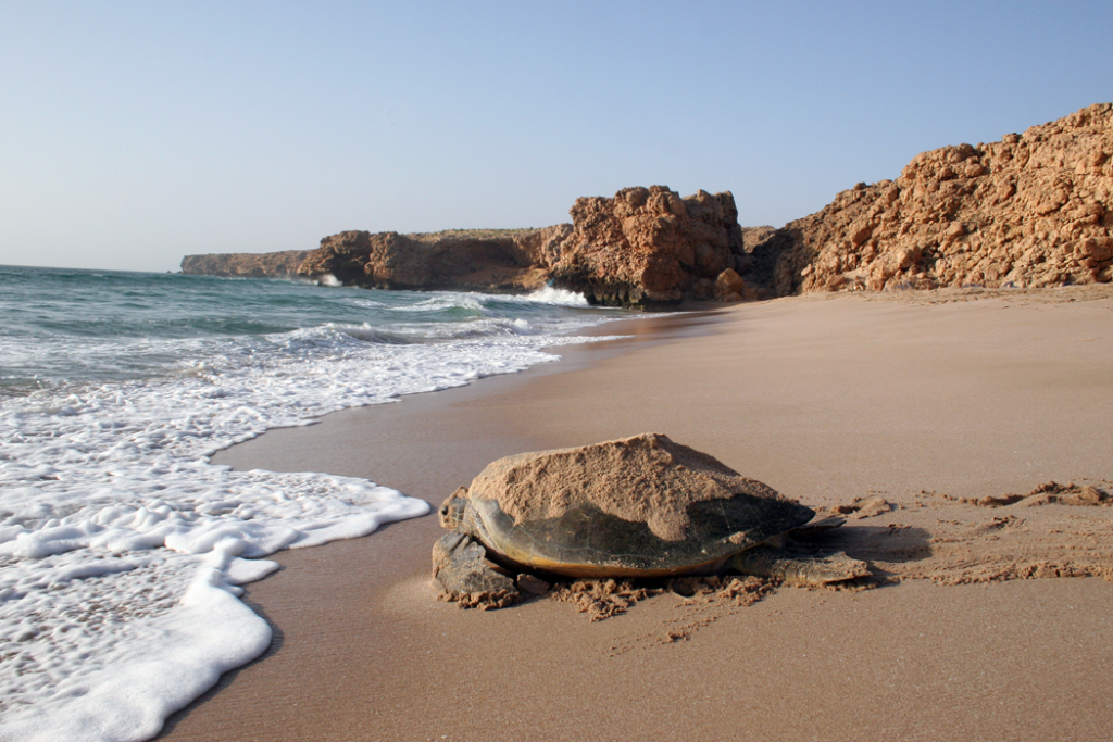 Oman for water inset REPLACE TURTLE PIC WITH THIS