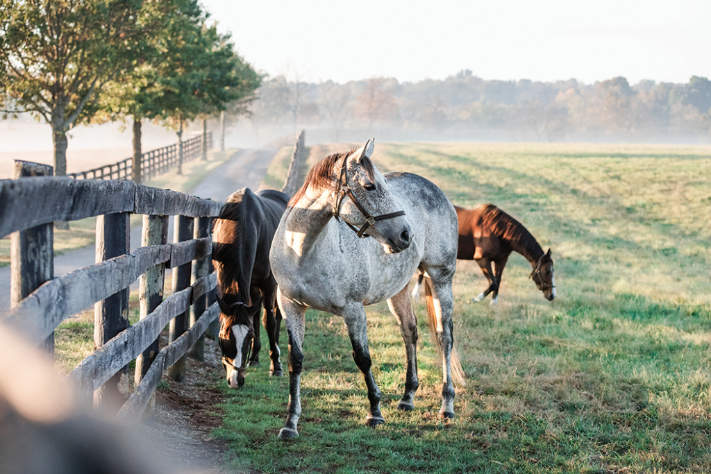 Kentucky horse
