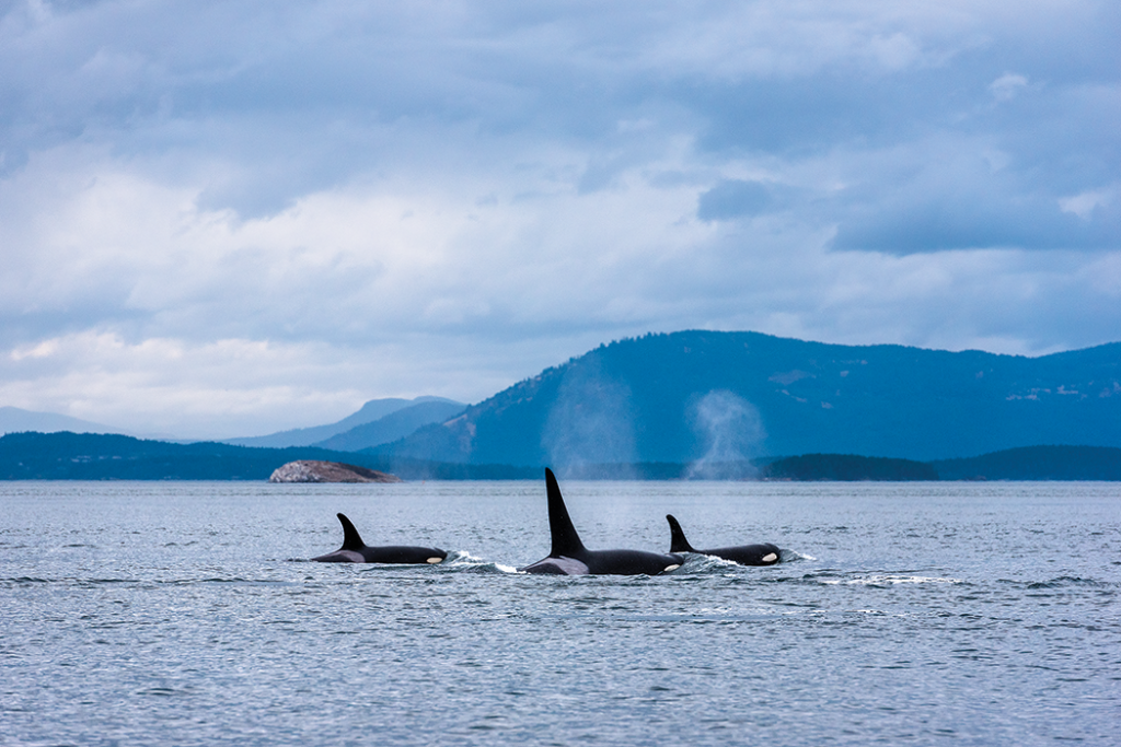 BC whale