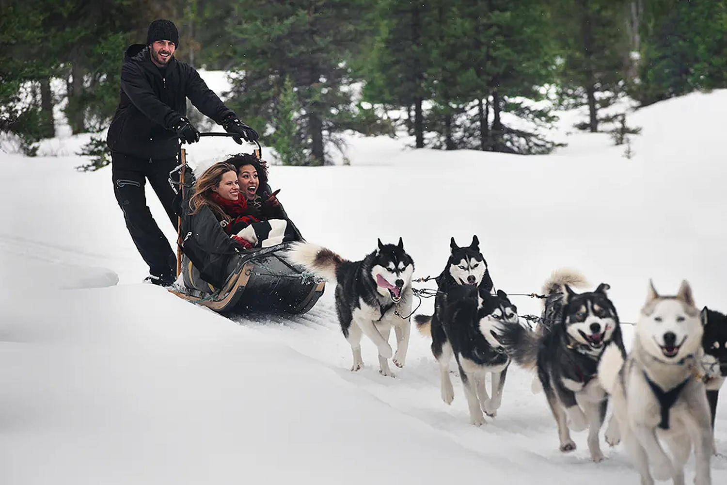 sled new