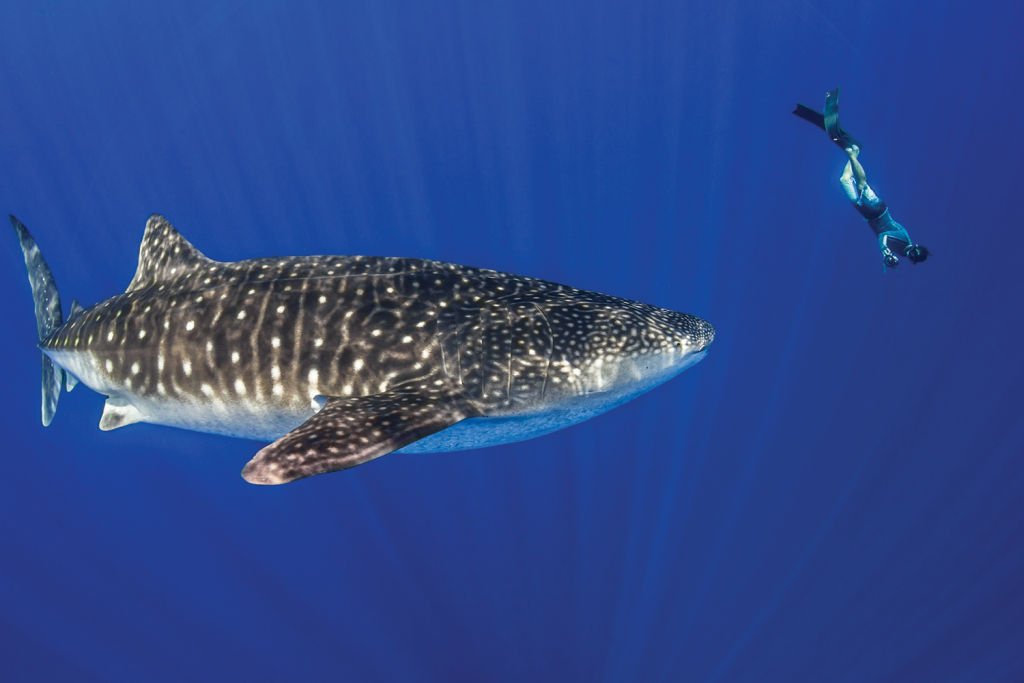 Australia: Hit the road 9 Aus sharks