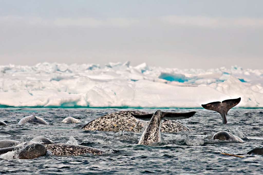 Nunavut whales