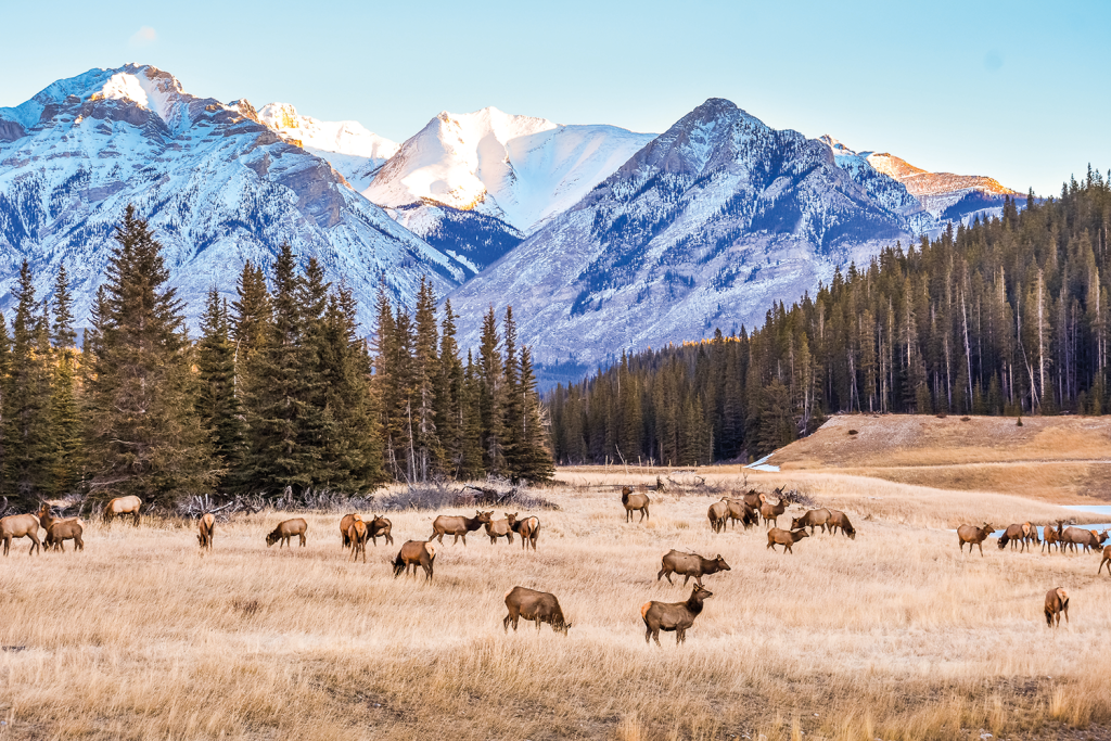 Iconic banff