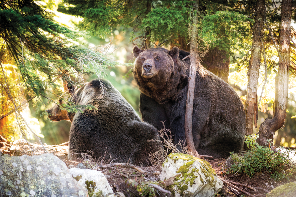 Iconic bear