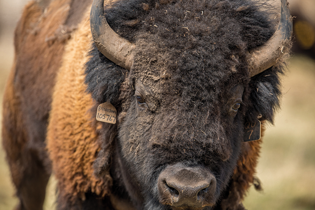 Iconic bison