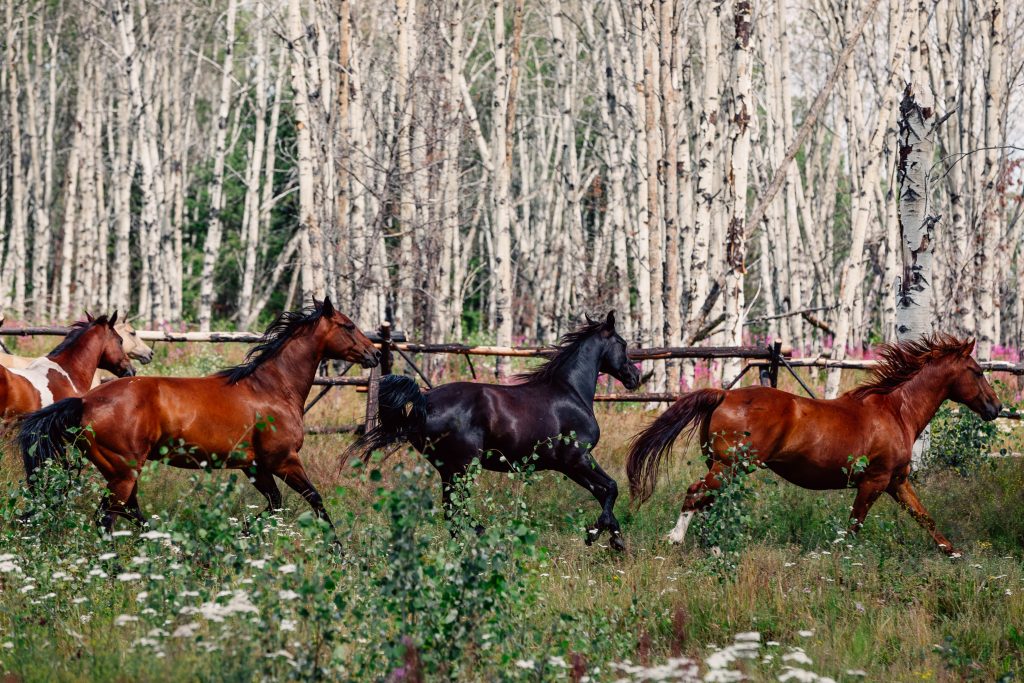 Running horses