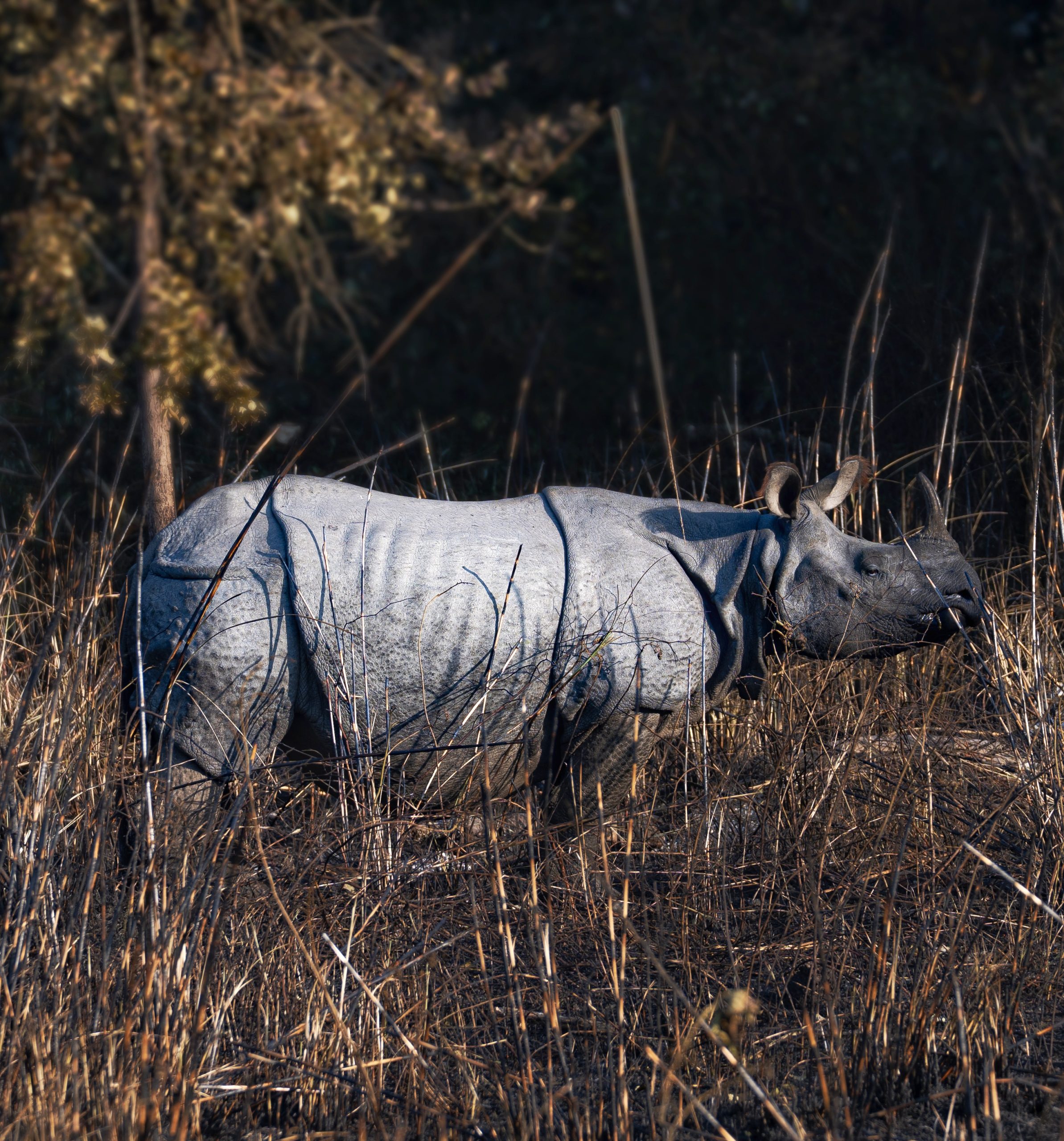 Audley expands with new regions and experiences 7 rhino seen at Dudhwa scaled