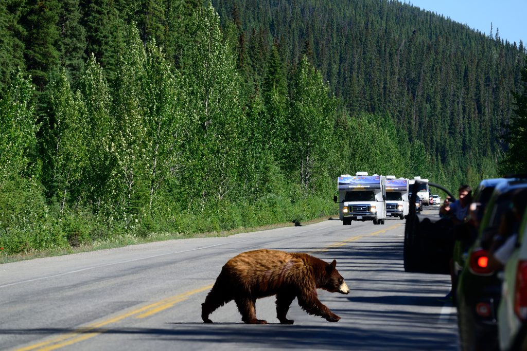 RV trips offer travellers an “immersive connection” 5 blackbear1