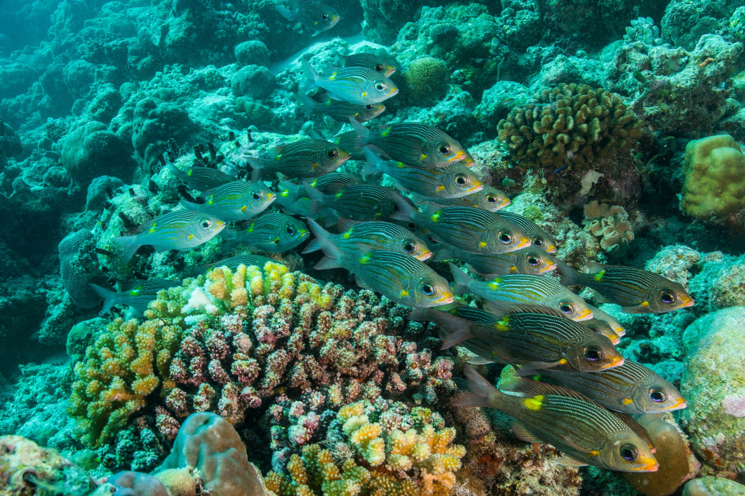 Selling Travel Connect: Indian Ocean and Middle East 9 getty images nPRmY4yv5bQ unsplash scaled