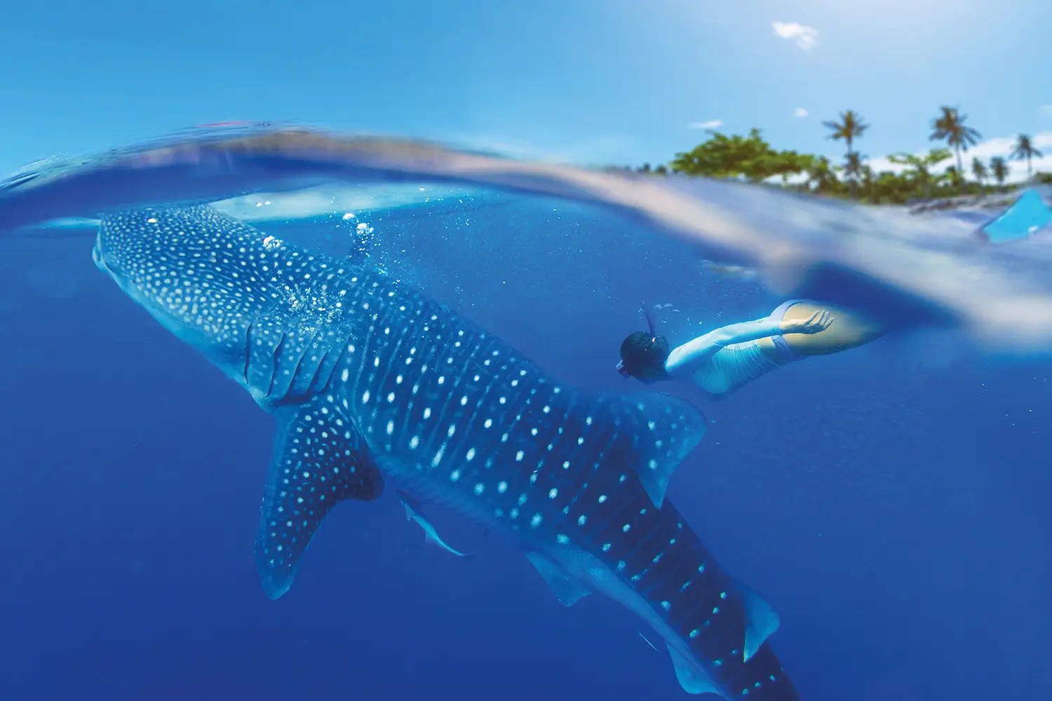 Affordable luxury, from hotels to experiences, across Asia 1 ASIA WHALE SHARK
