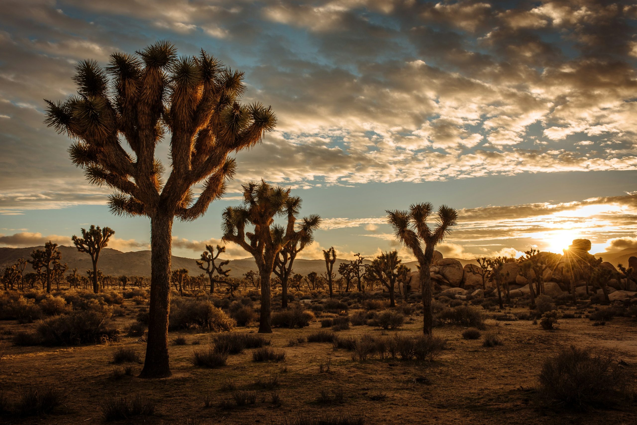 Marilyn Monroe, mountains and stargazing in Palm Springs 5 cedric letsch FYDNbPE9Bw4 unsplash scaled