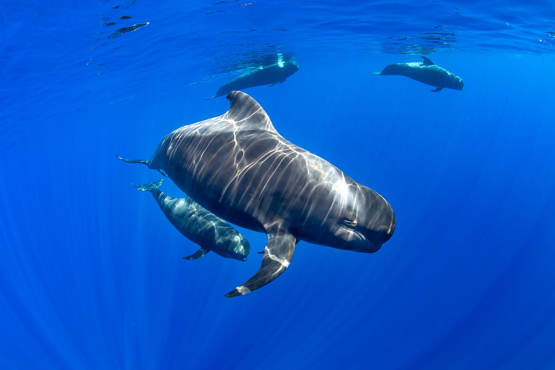 Cetaceos fotografia Francis Perez 24