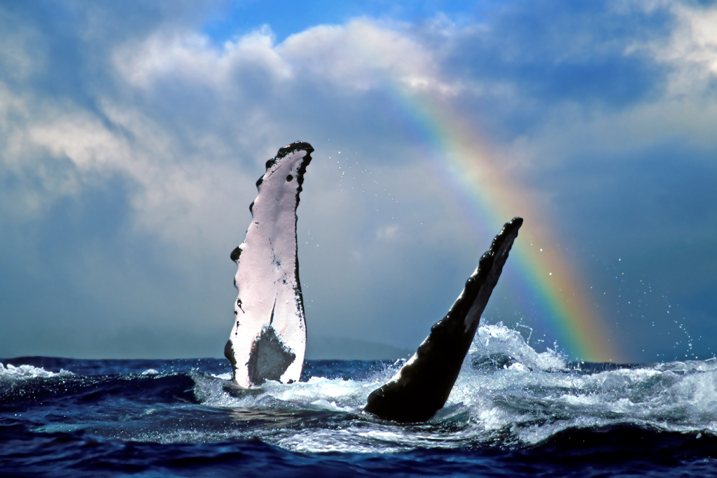 Airlines offer Hawaii as viable twin-break option 3 HAWAII WHALE