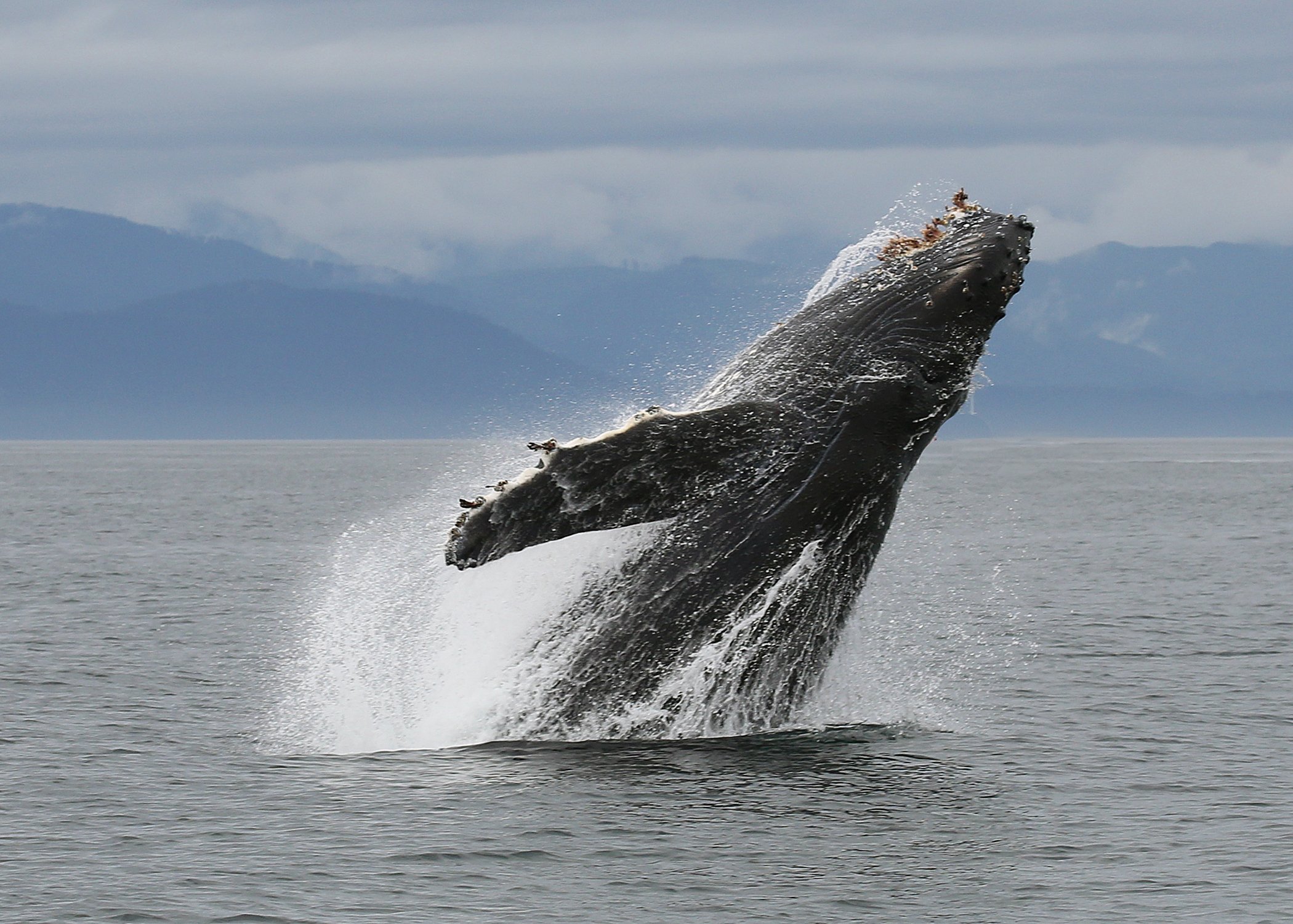 Victoria: accessibility, wellness and First Nations experiences 1 Humpback breaching