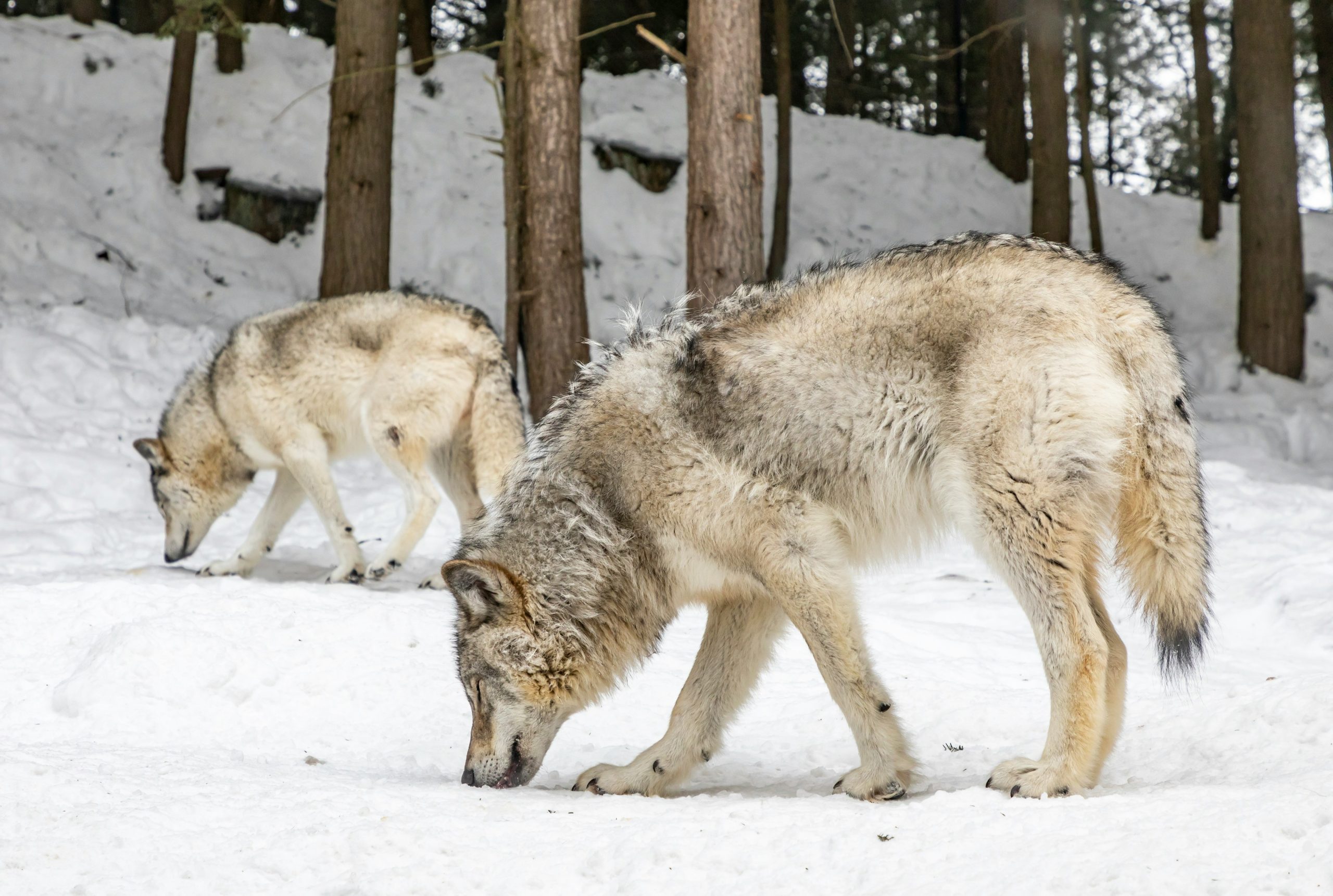 Quebec needs its “important agent partners” 7 eva blue aVaAci0C18I unsplash scaled