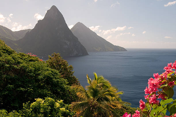 The World Heritage Twin Pitons are framed by sunlit flowers in the early morning. Focus on flowers, with Pitons fading into background