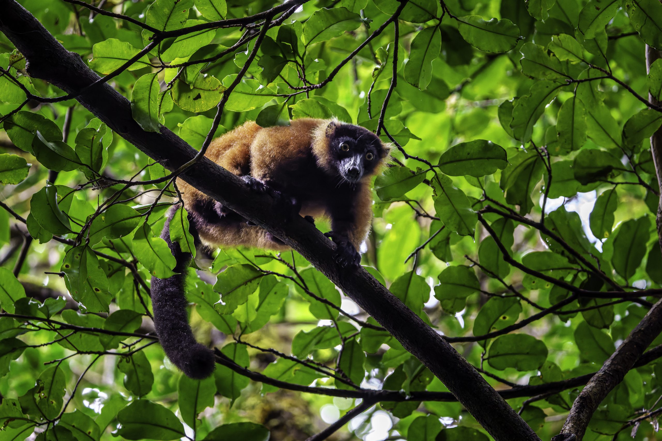a red ruffed lemur (Varecia rubra), a critically endangered primate native to the rainforests of Madagascar