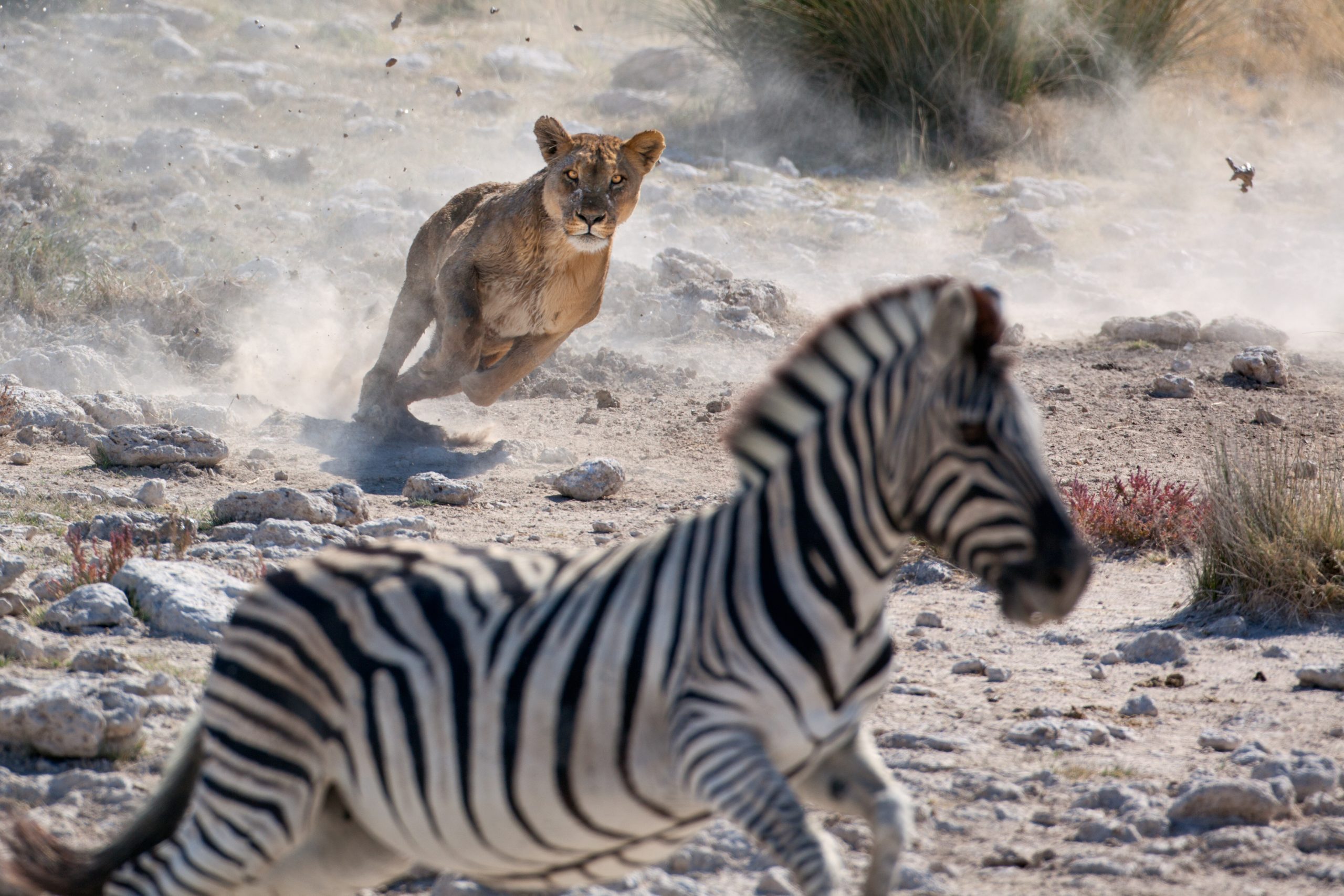 Tour operator's pride in expanded Africa collection 1 P75 SS 578237500 Etosha Lion Zebra Uh Oh scaled