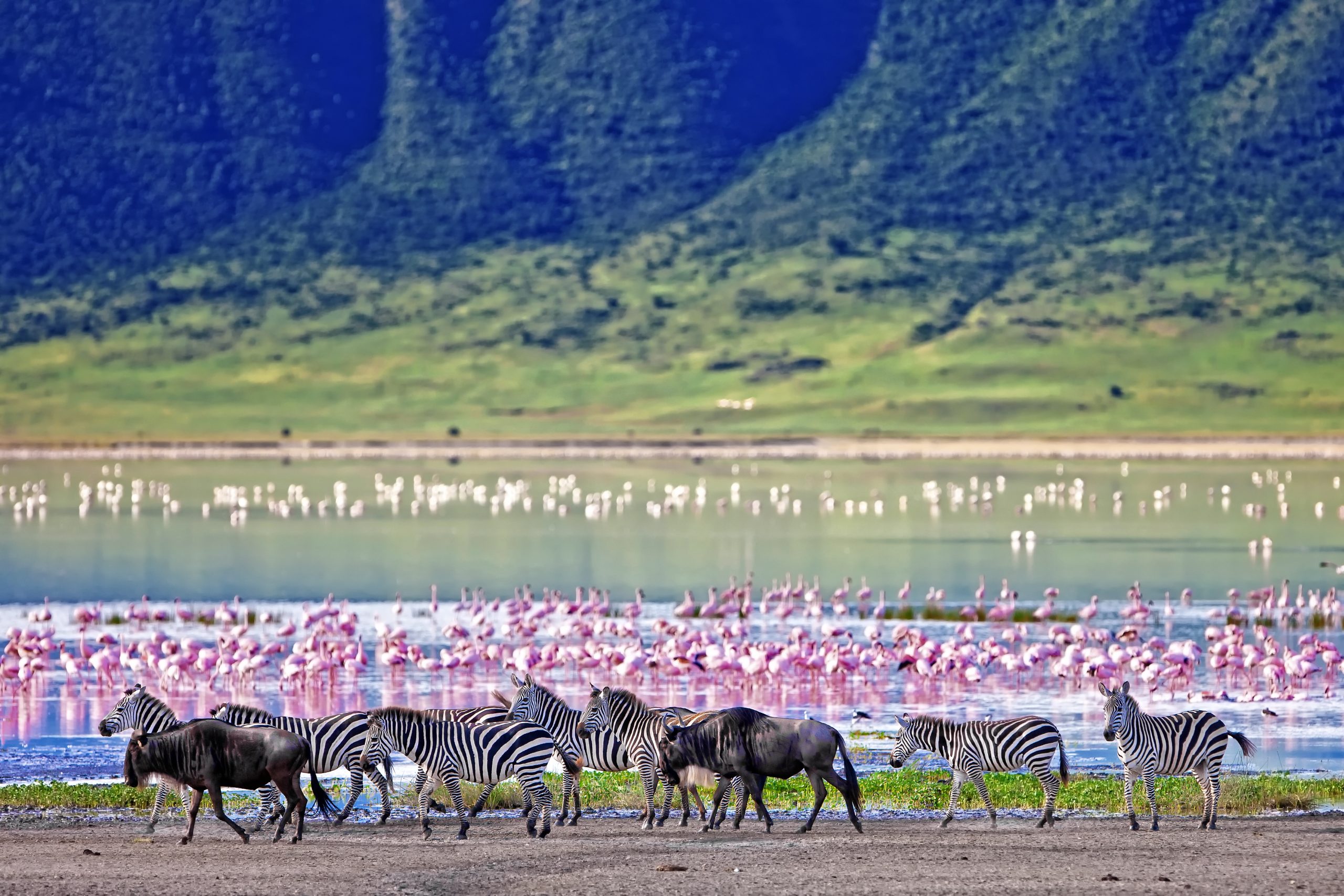 Tour operator's pride in expanded Africa collection 3 SS 212602420 Ngorongoro Crater Lake Flamingos Wildebeest Zebra 1 scaled
