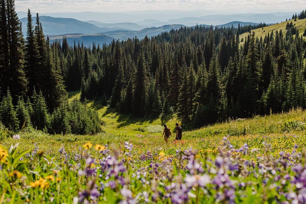 Alpine flowers at Sun Peaks Resort in British Columbia, Canada.