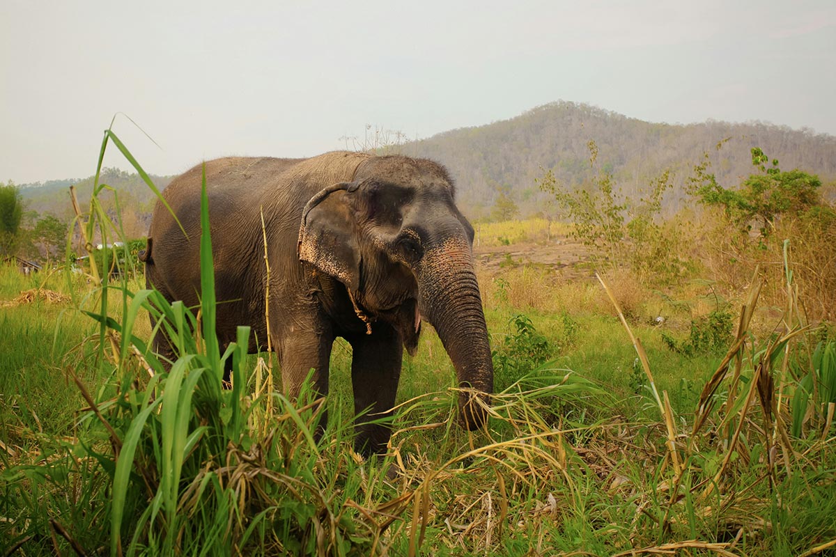 An Asian elephant in a field in Thailand.