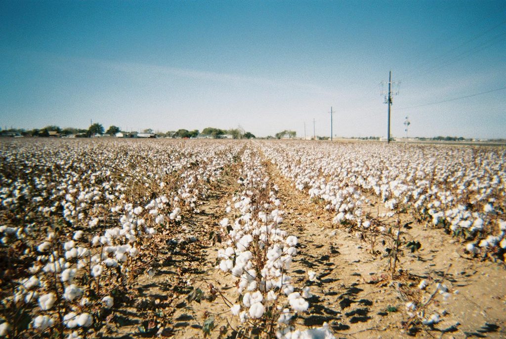 Cotton growing near Lubbock, Texas.