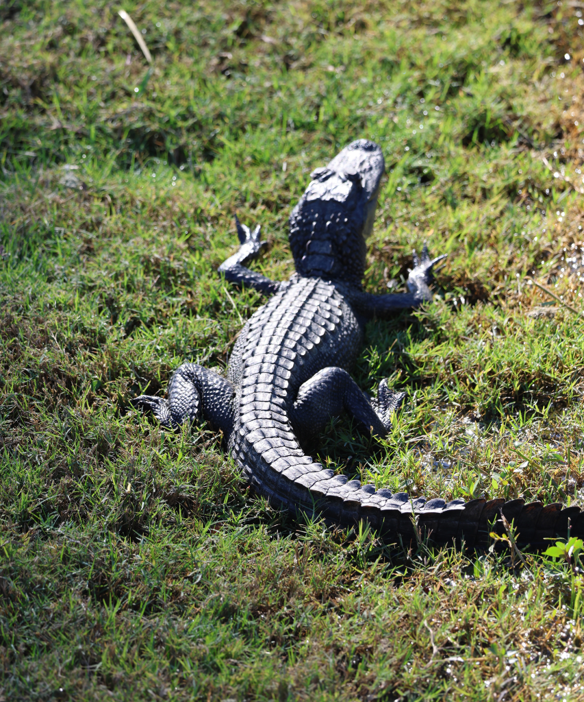 Florida gator