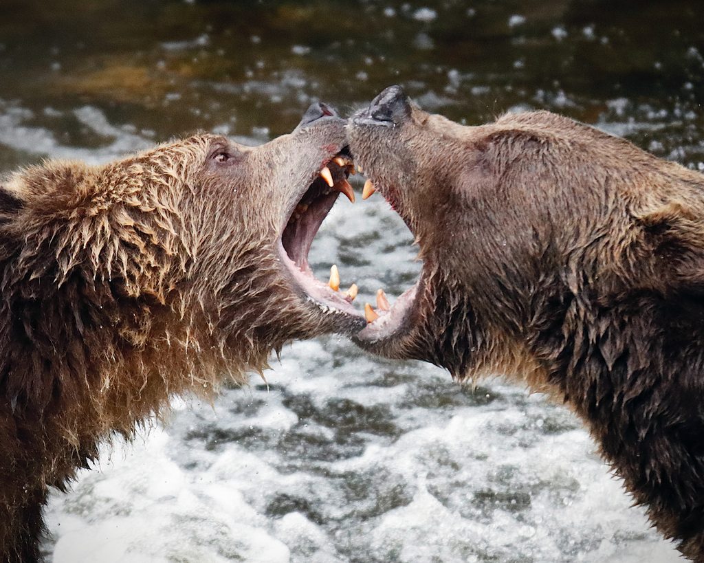 KIL Marketing BEARS Knight Inlet Lodge 106 copy