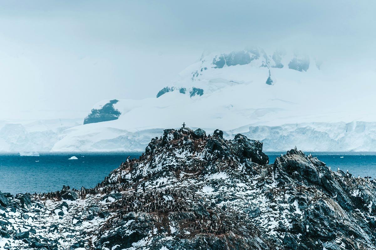 Penguins in an Antarctic landscape.