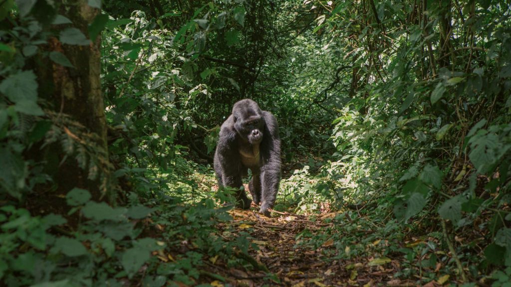 Contiki brings Uganda back with new East Africa trips 6 uganda gorilla