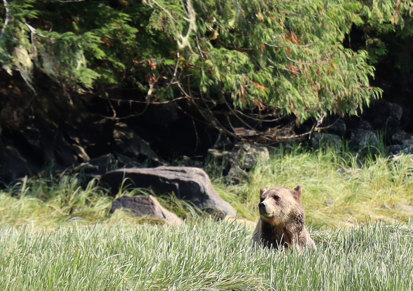 Mother bear in sedge grass Knight Inlet Lodge Canada