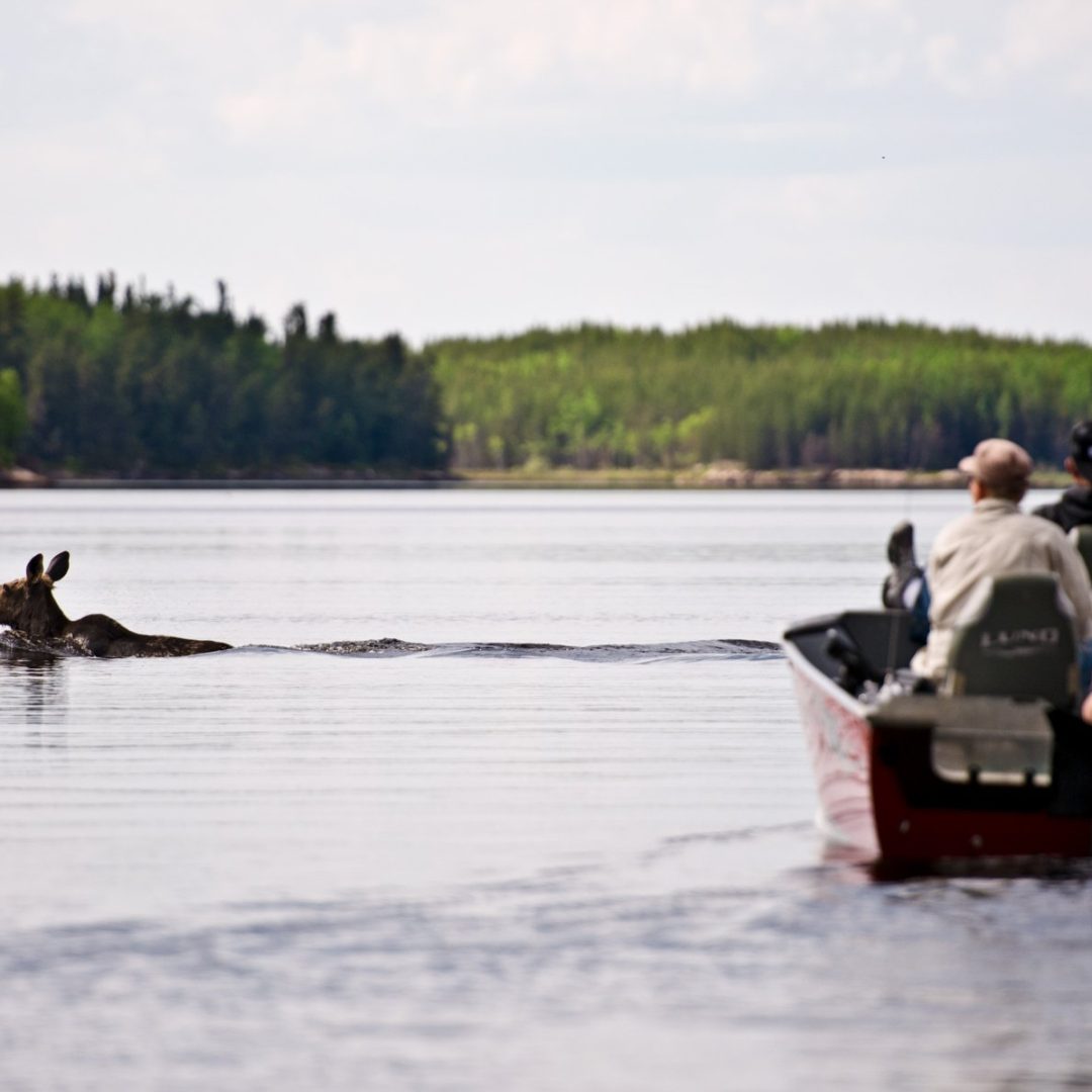 Guests stop to watch a moose swimming the lake