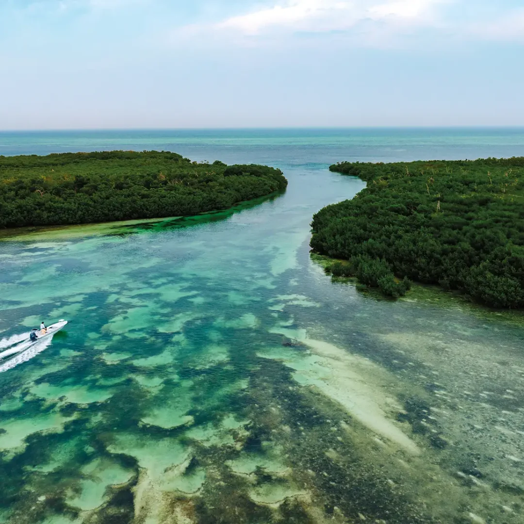 A fishing boat cruises through the mangroves