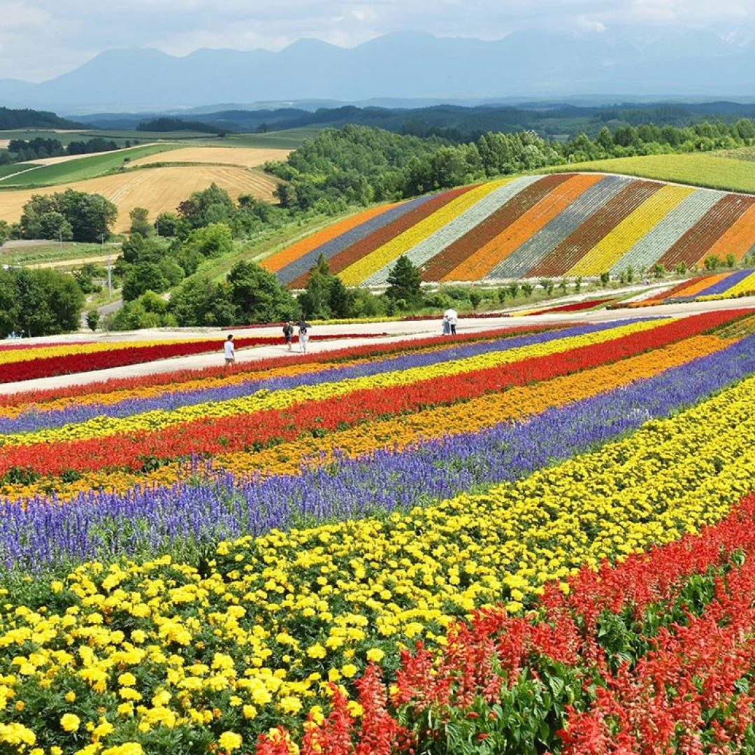 Flowers blooming in Hokkaido, Japan