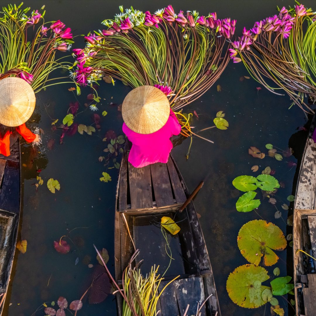 Aerial view of rural women on wooden boat in Moc Hoa district, Long An province, Mekong Delta are harvesting water lilies. Water lily is a traditional dish here.