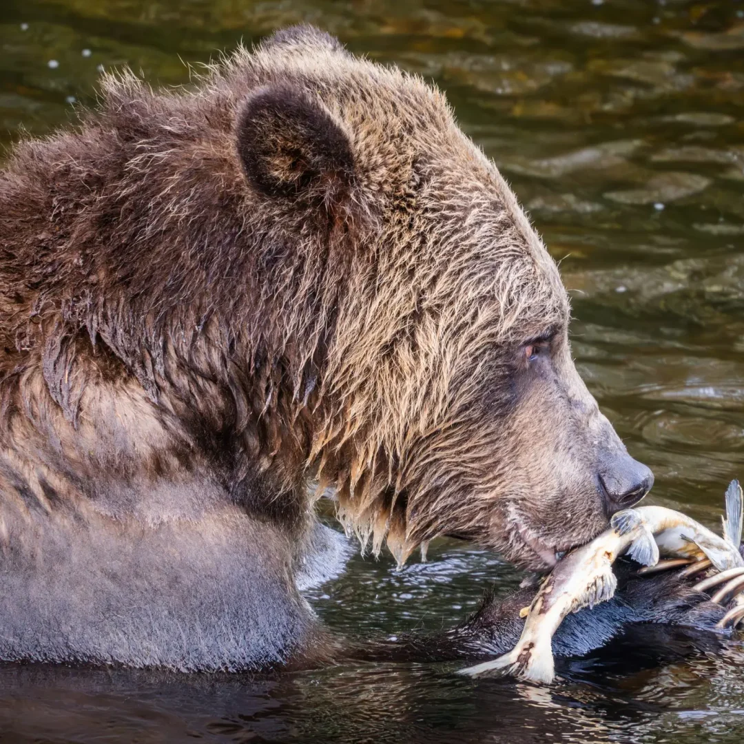 KIL - Marketing BEARS (3)4