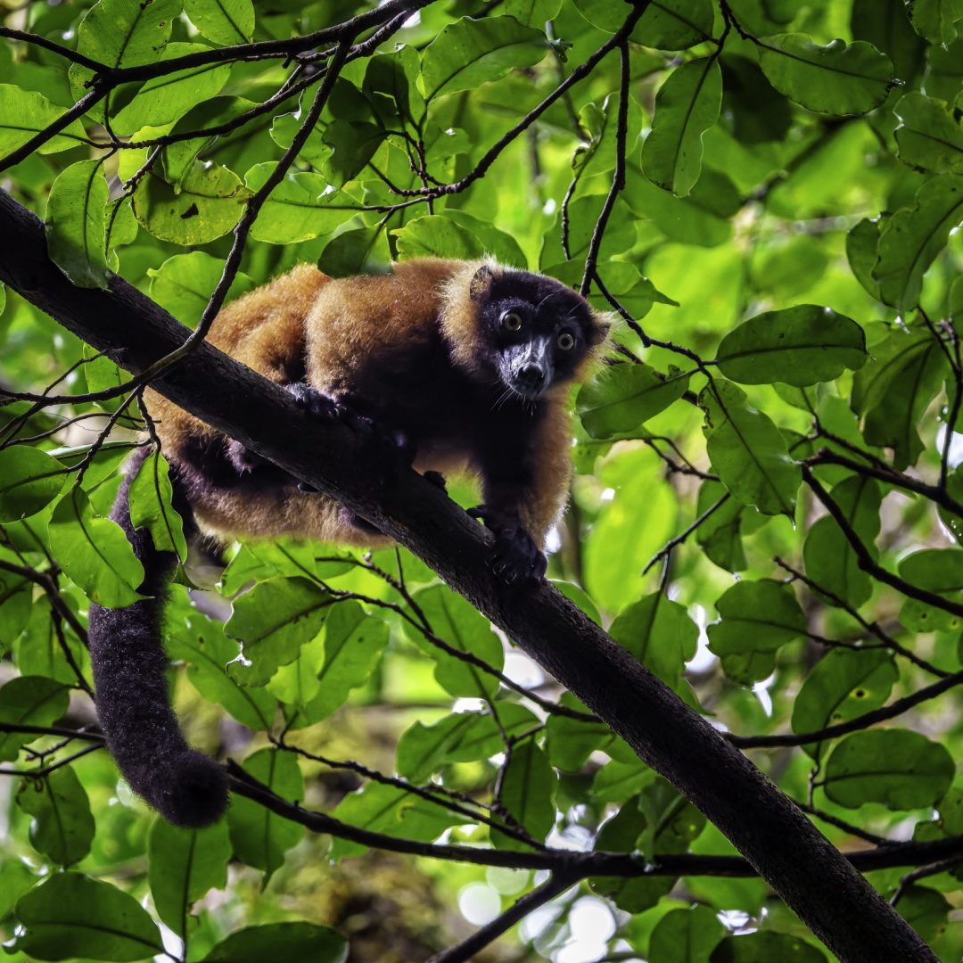 a red ruffed lemur (Varecia rubra), a critically endangered primate native to the rainforests of Madagascar