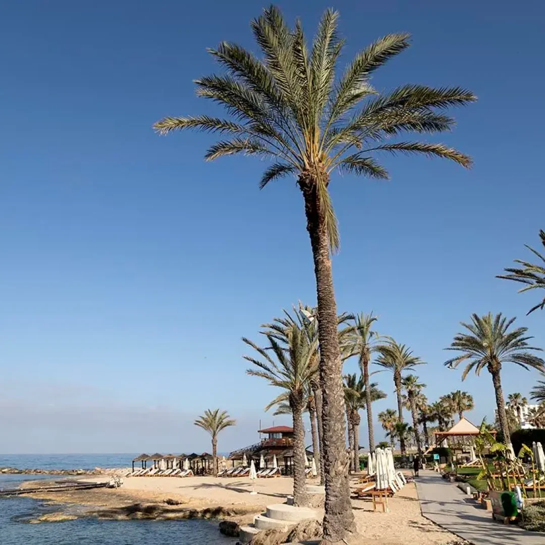Palm trees under a clear blue sky