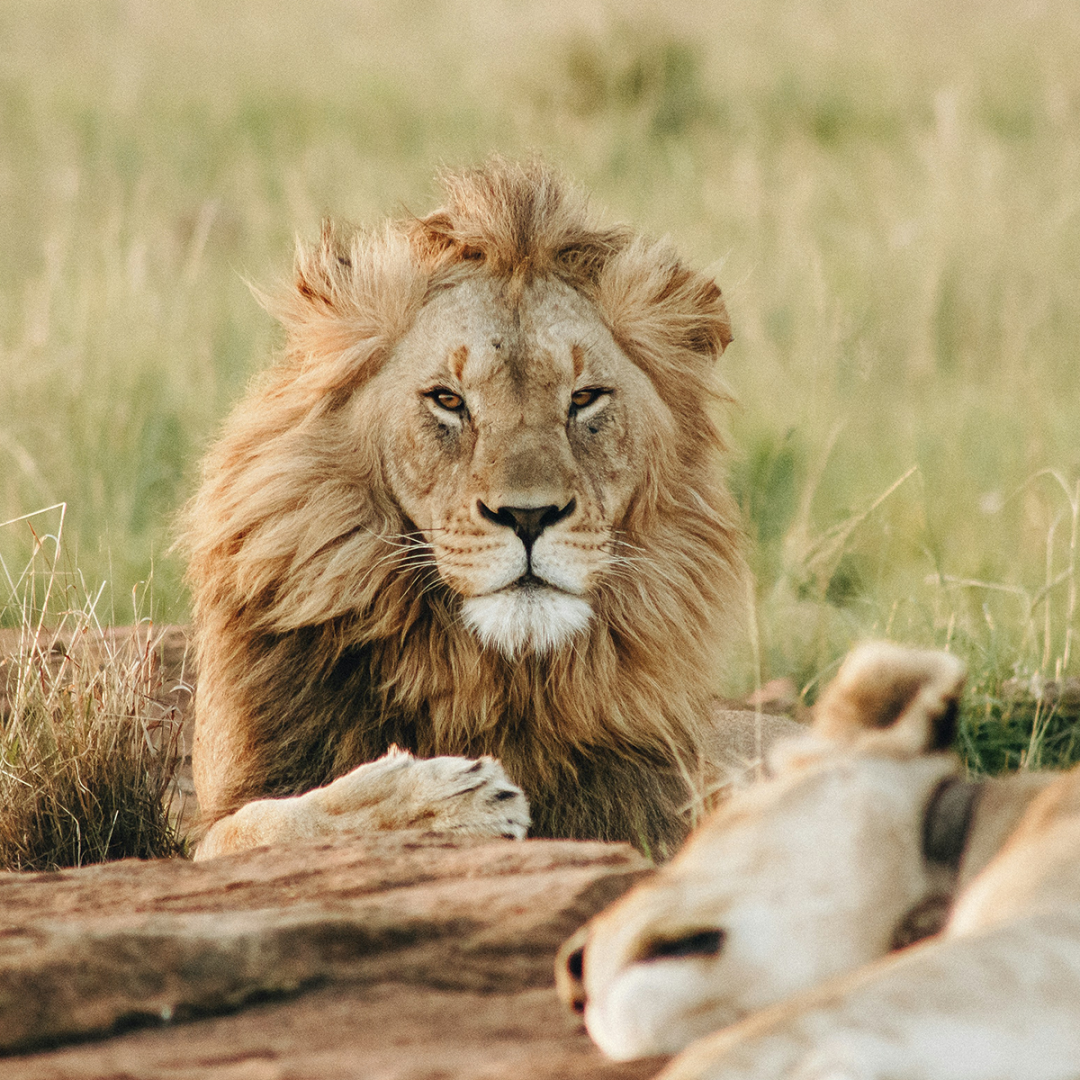Safaris-main